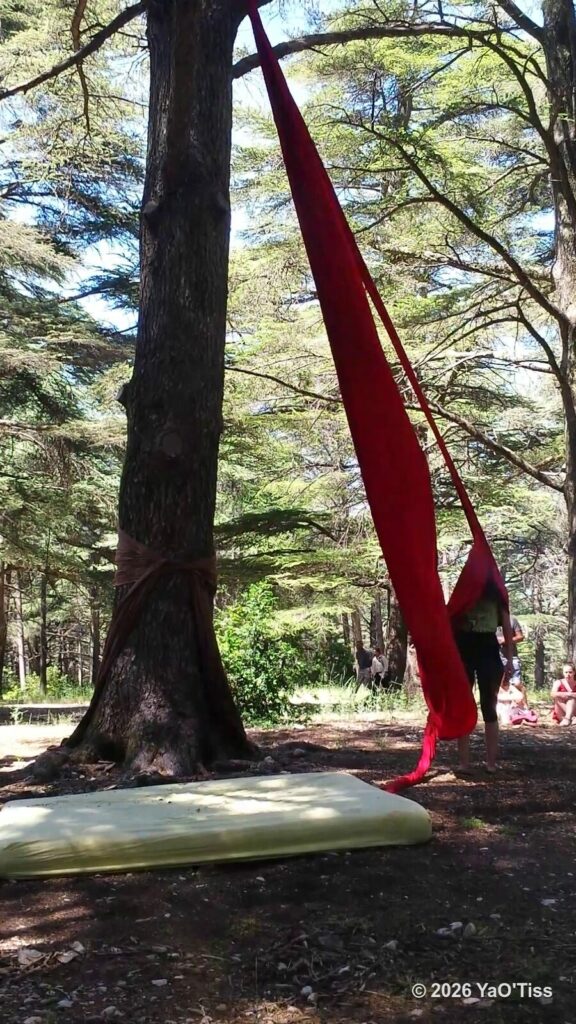 Un tissu aérien rouge suspendu à la branche d'un grand cèdre, en forêt, avec des spectateurs assis autour.